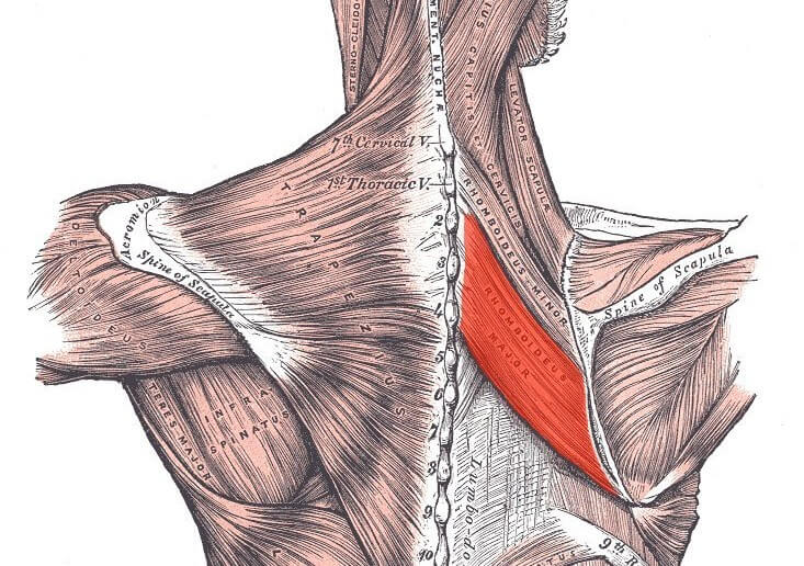 muscle anatomy rhomboid leanbuff